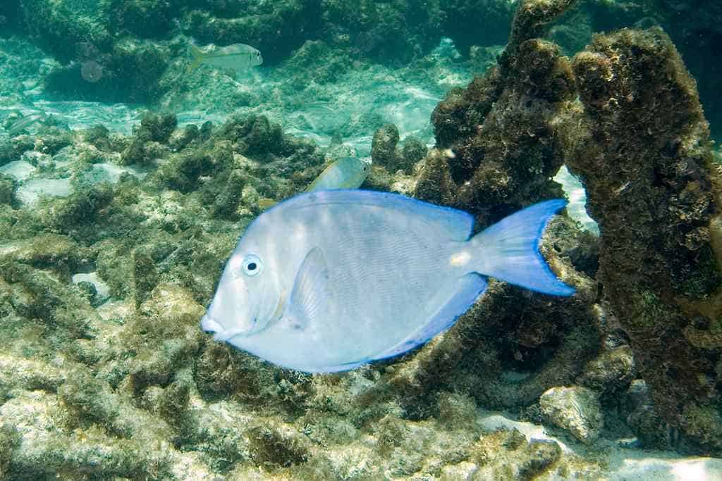Blue Tang