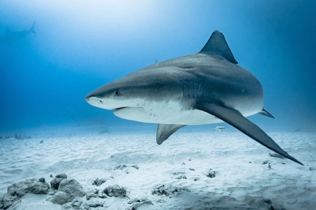 Bull Shark