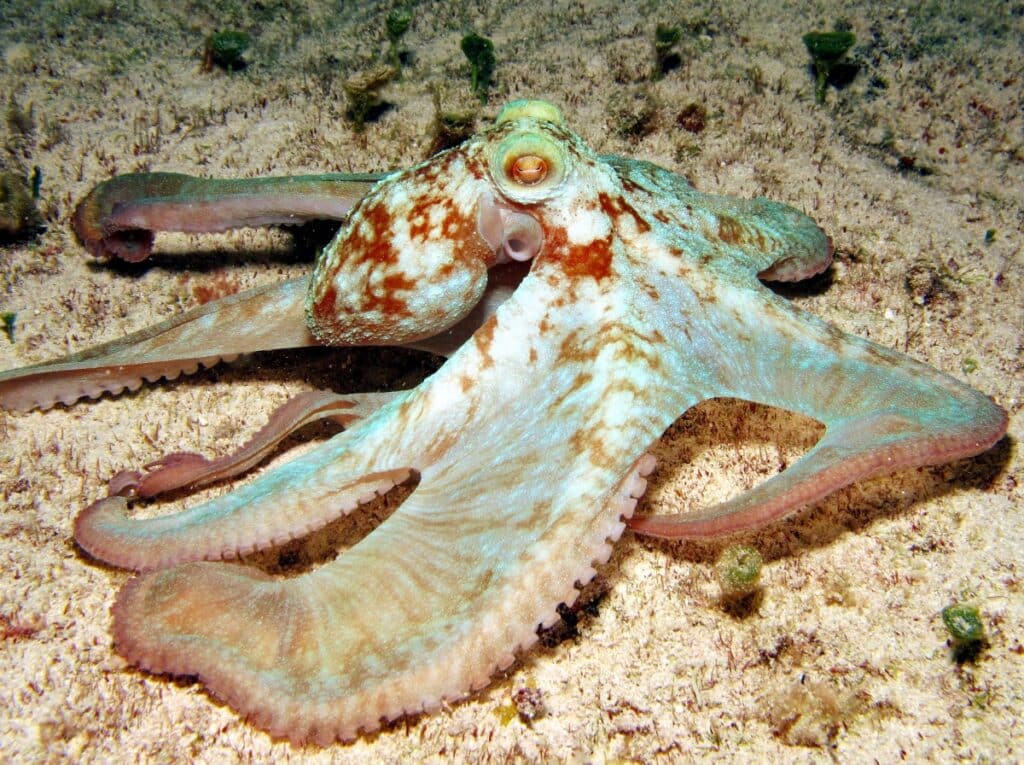 Caribbean Reef Octopus