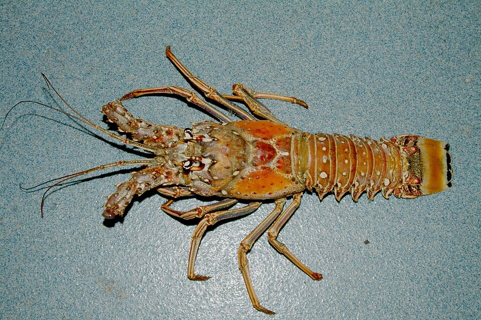 Caribbean Spiny Lobster