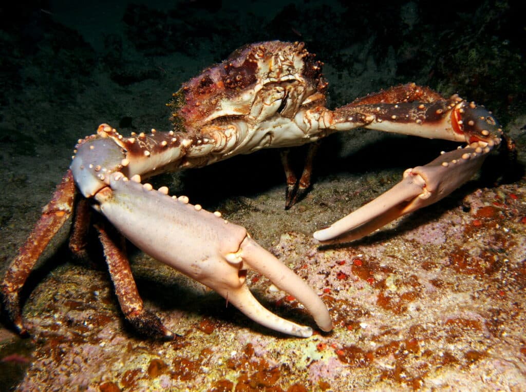 Channel Clinging Crab