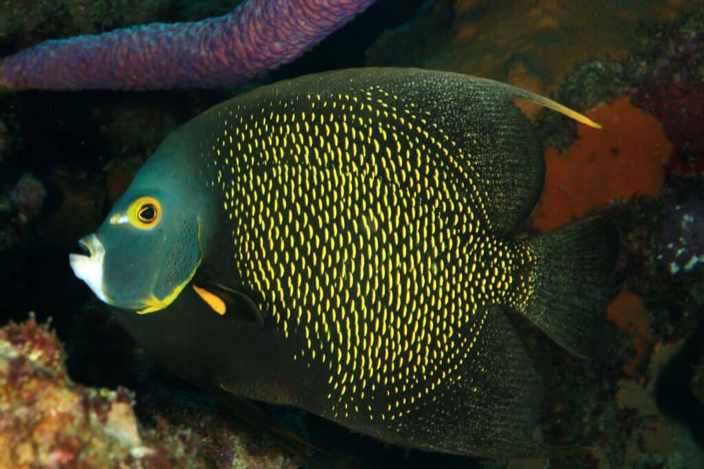French Angelfish

