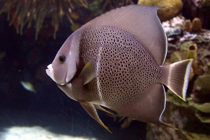Gray Angelfish