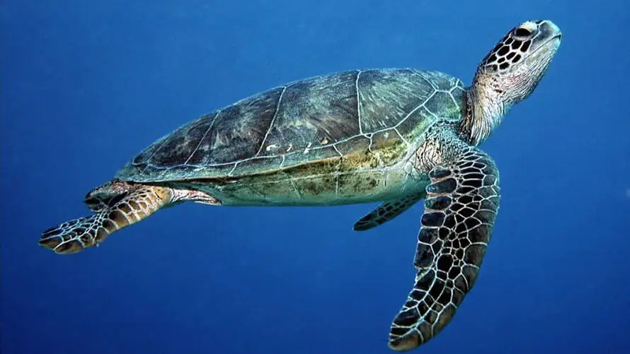 Green Sea Turtle