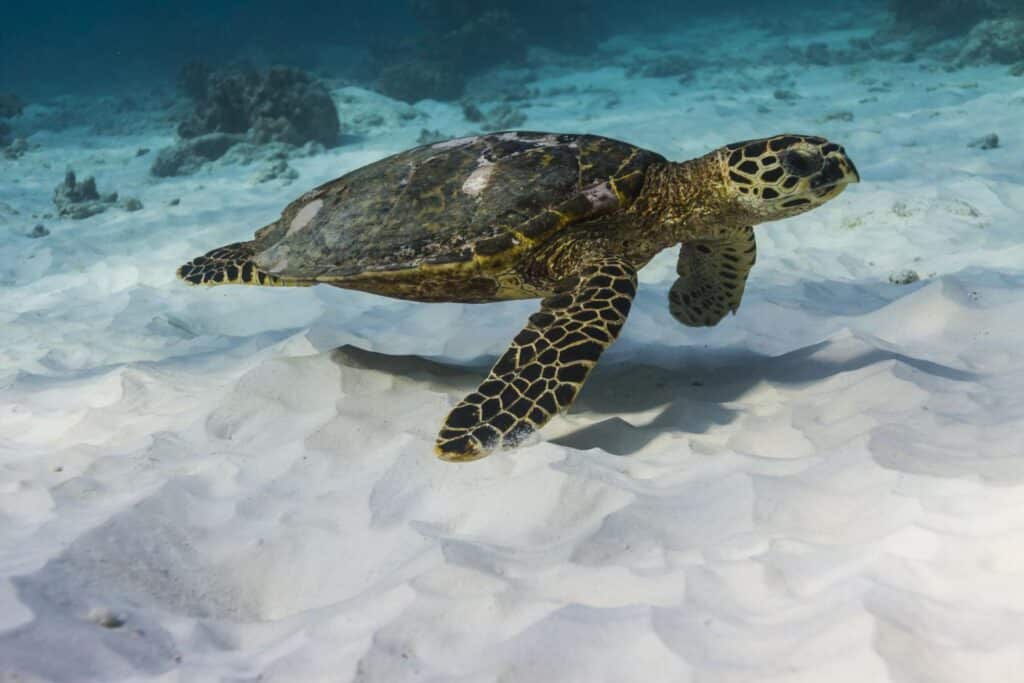Hawksbill Sea Turtle