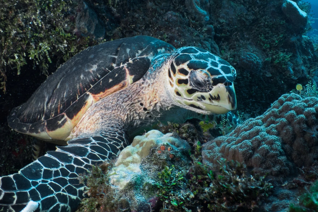 Cozumel Marine Life: Complete Species Guide for Divers & Snorkelers