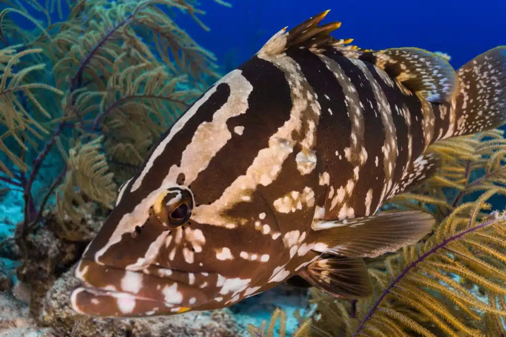 Nassau Grouper