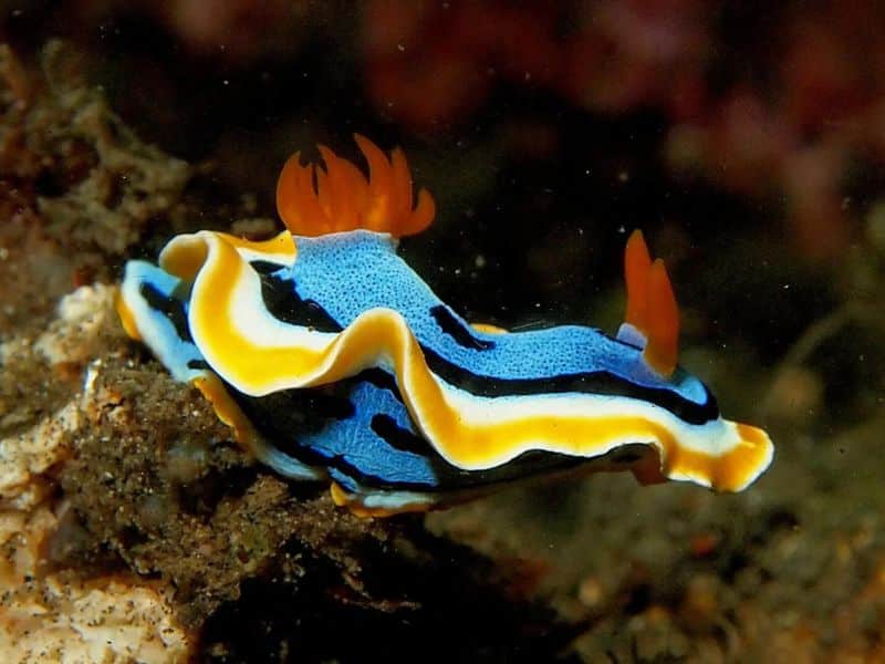 Nudibranchs