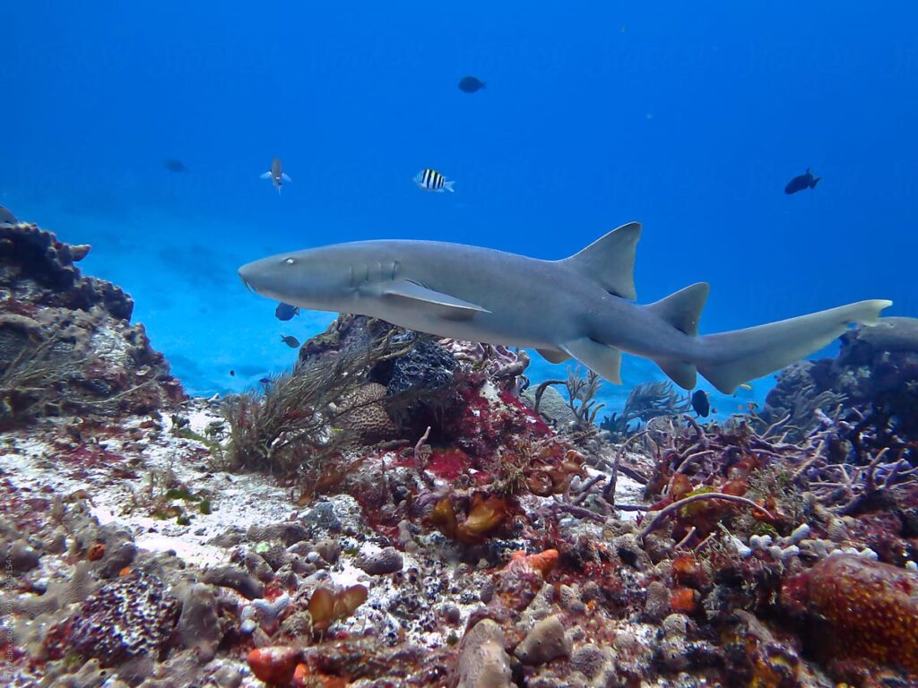 Nurse Shark