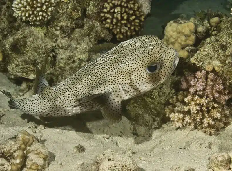 Porcupine Pufferfish