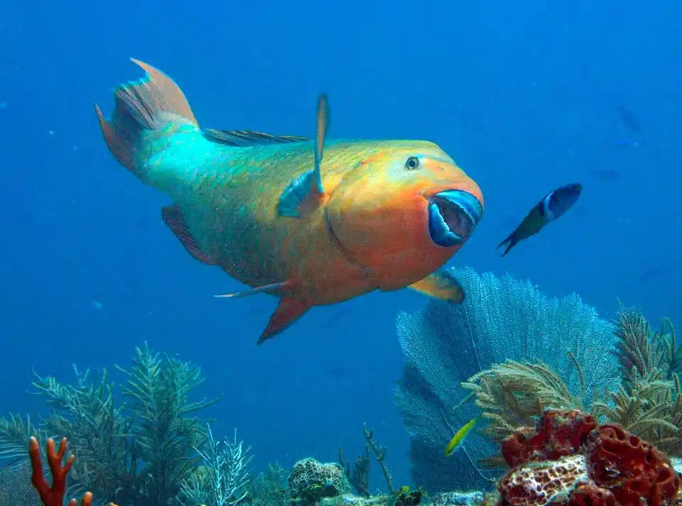 Rainbow Parrotfish
