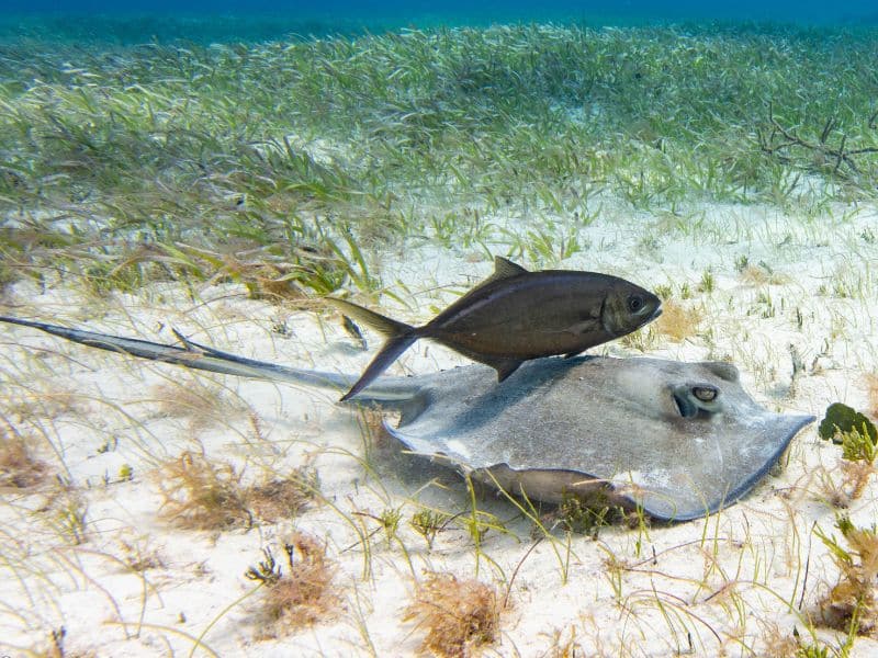 Southern Stingray
