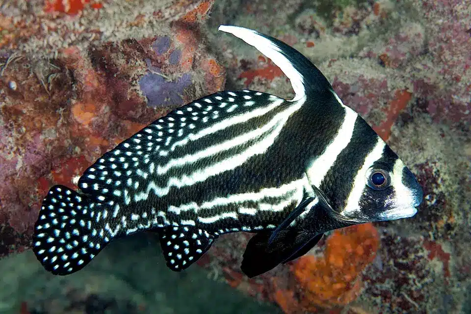 Spotted Drum