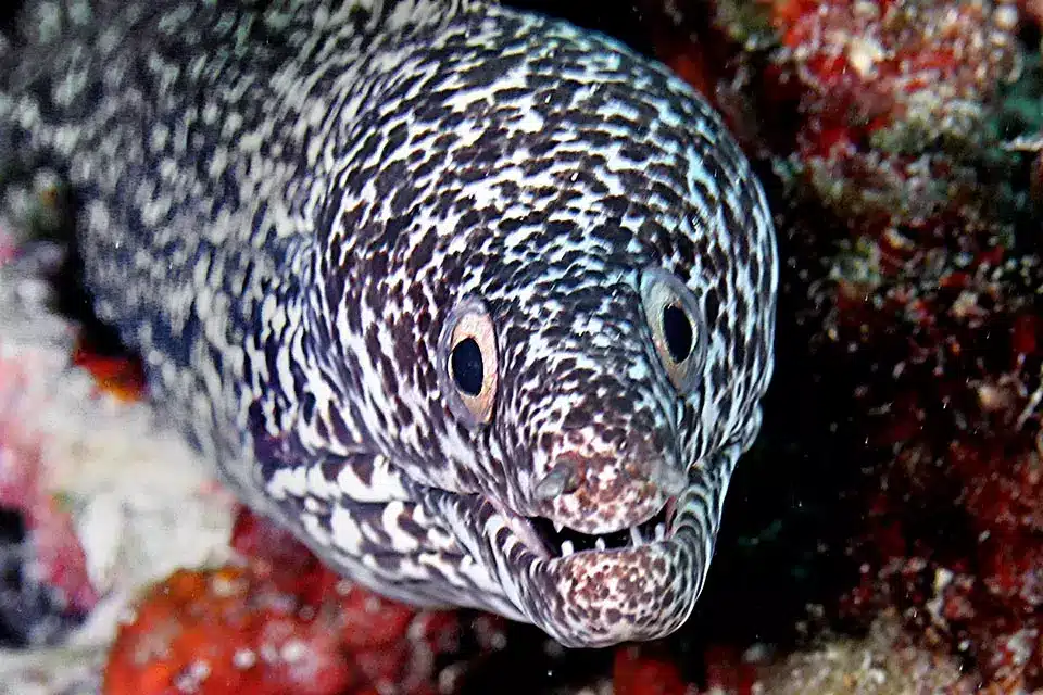 Spotted Moray