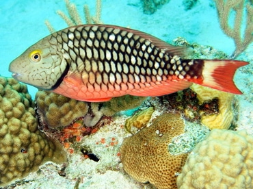 Stoplight Parrotfish