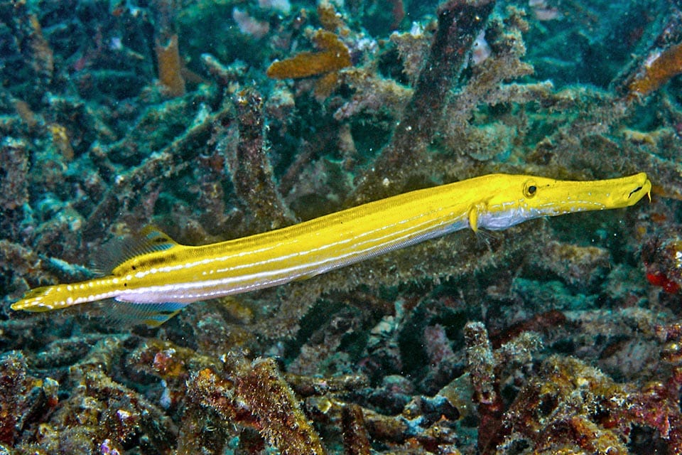 Trumpetfish