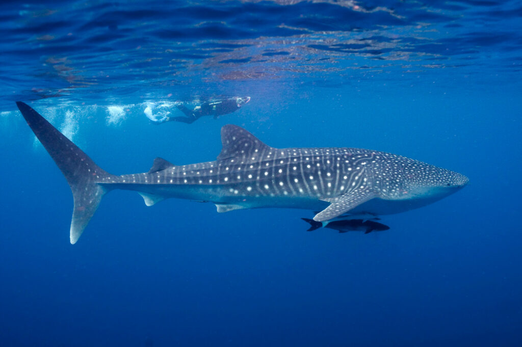 Whale Shark