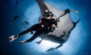Boat Diving Trips to Socorro