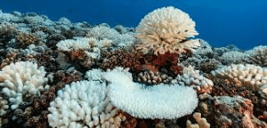 Boat Diving in Cancun Mexico - Cancun's Living Coral Reefs
